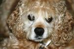 <img150*0:stuff/z/169023/Mitzie.1/i1278532715_13.jpg>