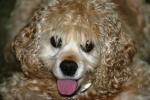 <img150*0:stuff/z/169023/Mitzie.1/i1278532715_3.jpg>