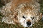 <img150*0:stuff/z/169023/Mitzie.1/i1278532715_4.jpg>