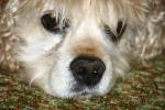 <img150*0:stuff/z/169023/Mitzie.1/i1278532715_5.jpg>