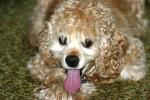 <img150*0:stuff/z/169023/Mitzie.1/i1278532715_6.jpg>