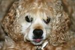 <img150*0:stuff/z/169023/Mitzie.1/i1278532715_7.jpg>