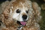 <img150*0:stuff/z/169023/Mitzie.1/i1278532715_8.jpg>