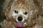 <img150*0:stuff/z/169023/Mitzie.1/i1278532715_9.jpg>