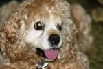 <img150*0:stuff/z/169023/Mitzie.1/i1278532716_14.jpg>