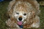 <img150*0:stuff/z/169023/Mitzie.1/i1278532716_15.jpg>