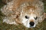 <img150*0:stuff/z/169023/Mitzie.1/i1278532716_16.jpg>