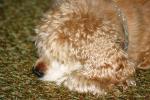 <img150*0:stuff/z/169023/Mitzie.1/i1278532716_17.jpg>