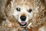 <img150*0:stuff/z/169023/Mitzie.1/i1278532716_19.jpg>
