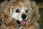 <img150*0:stuff/z/169023/Mitzie.1/i1278532716_20.jpg>
