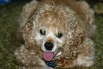 <img150*0:stuff/z/169023/Mitzie.1/i1278532716_21.jpg>