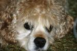 <img150*0:stuff/z/169023/Mitzie.1/i1278532716_22.jpg>