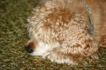 <img150*0:stuff/z/169023/Mitzie.1/i1278532716_23.jpg>
