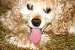 <img150*0:stuff/z/169023/Mitzie.1/i1278532716_24.jpg>