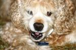 <img150*0:stuff/z/169023/Mitzie.1/i1278532717_25.jpg>