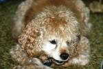 <img150*0:stuff/z/169023/Mitzie.1/i1278532717_27.jpg>