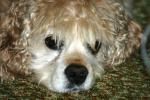 <img150*0:stuff/z/169023/Mitzie.1/i1278532717_28.jpg>