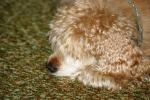 <img150*0:stuff/z/169023/Mitzie.1/i1278532717_29.jpg>