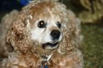 <img150*0:stuff/z/169023/Mitzie.1/i1278532717_30.jpg>