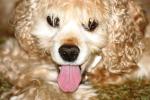 <img150*0:stuff/z/169023/Mitzie.1/i1278532717_31.jpg>