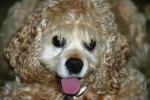 <img150*0:stuff/z/169023/Mitzie.1/i1278532717_32.jpg>