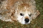 <img150*0:stuff/z/169023/Mitzie.1/i1278532717_33.jpg>