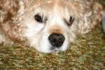 <img150*0:stuff/z/169023/Mitzie.1/i1278532717_34.jpg>
