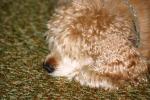 <img150*0:stuff/z/169023/Mitzie.1/i1278532718_35.jpg>