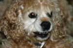 <img150*0:stuff/z/169023/Mitzie.1/i1278532718_36.jpg>
