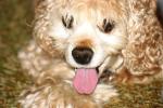 <img150*0:stuff/z/169023/Mitzie.1/i1278532718_37.jpg>