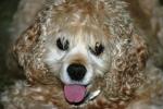 <img150*0:stuff/z/169023/Mitzie.1/i1278532718_38.jpg>