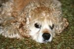 <img150*0:stuff/z/169023/Mitzie.1/i1278532718_39.jpg>