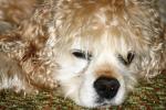 <img150*0:stuff/z/169023/Mitzie.1/i1278532718_40.jpg>