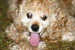 <img150*0:stuff/z/169023/Mitzie.1/i1278532718_41.jpg>
