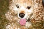 <img150*0:stuff/z/169023/Mitzie.2/i1278533114_1.jpg>