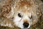 <img150*0:stuff/z/169023/Mitzie.2/i1278533114_2.jpg>