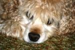 <img150*0:stuff/z/169023/Mitzie.2/i1278533114_3.jpg>