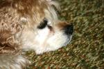<img150*0:stuff/z/169023/Mitzie.2/i1278533114_4.jpg>
