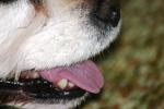 <img150*0:stuff/z/169023/Mitzie.2/i1278533114_5.jpg>