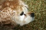 <img150*0:stuff/z/169023/Mitzie.2/i1278533114_6.jpg>