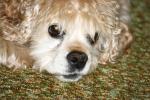 <img150*0:stuff/z/169023/Mitzie.2/i1278533114_8.jpg>