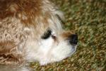 <img150*0:stuff/z/169023/Mitzie.2/i1278533115_10.jpg>
