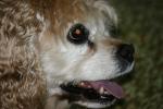 <img150*0:stuff/z/169023/Mitzie.2/i1278533115_11.jpg>