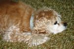 <img150*0:stuff/z/169023/Mitzie.2/i1278533115_12.jpg>
