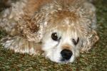 <img150*0:stuff/z/169023/Mitzie.2/i1278533115_14.jpg>