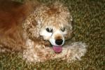 <img150*0:stuff/z/169023/Mitzie.2/i1278533115_16.jpg>
