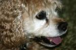 <img150*0:stuff/z/169023/Mitzie.2/i1278533115_17.jpg>