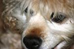 <img150*0:stuff/z/169023/Mitzie.2/i1278533115_18.jpg>