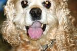 <img150*0:stuff/z/169023/Mitzie.2/i1278533115_9.jpg>