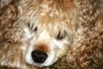 <img150*0:stuff/z/169023/Mitzie.2/i1278533116_20.jpg>